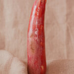 Gode courgette Rouge