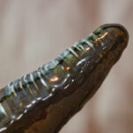 Dildo large radis