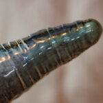Dildo large radis